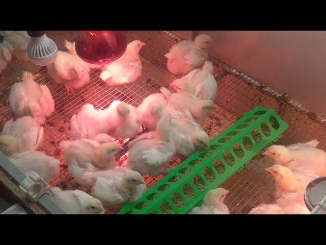 Цыплята Кобб 500 Утренний эфир 13 дня Поение, кормление, условия содержания смотреть онлайн