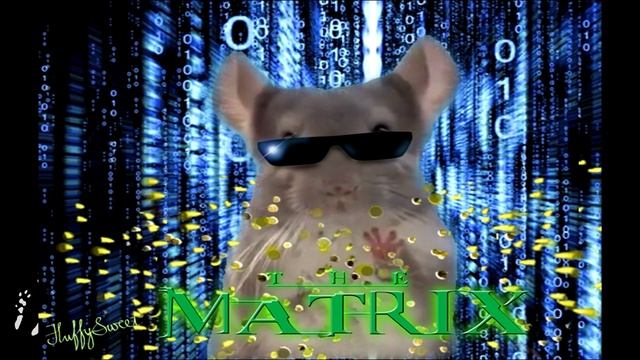 Если бы ШИНШИЛЛЫ снимали кино!???? смотреть онлайн