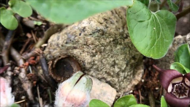 Wild Ginger смотреть онлайн