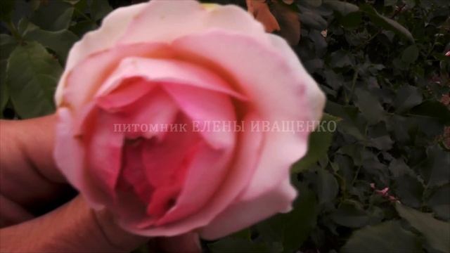 ОСОБЕННОСТЬ розы ПЬЕР ДЕ РОНСАР (Pierre de Ronsard). Жёлтая роза спрей смотреть онлайн