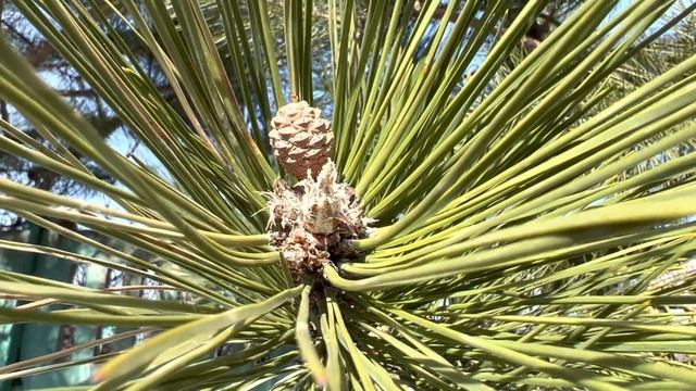 Весна в Тайгане и распускаются молодые шишки на соснах! смотреть онлайн