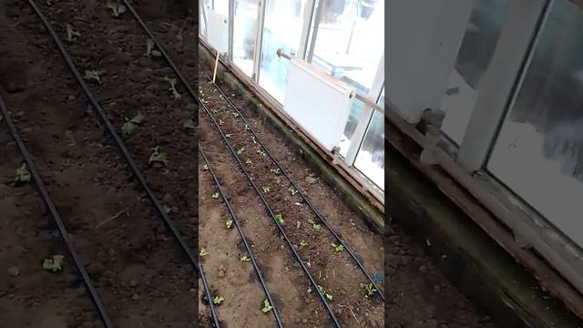 выращивание салата зимой через рассаду. высадка в теплицу. смотреть онлайн
