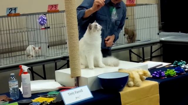 Lafayette - 7th Best Kitten смотреть онлайн