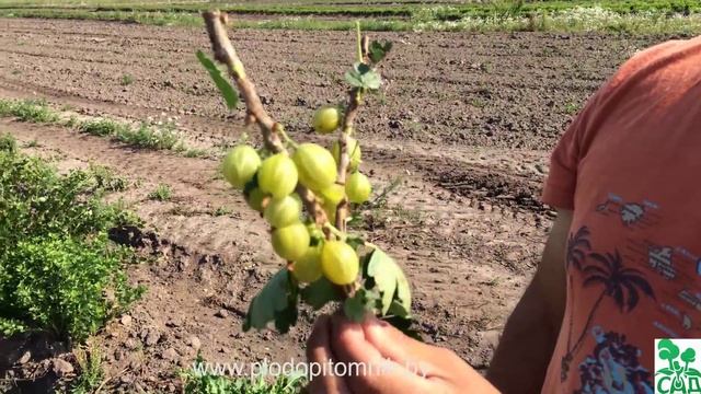 ? Крыжовник сорт Куршу дзинтарс. ? смотреть онлайн