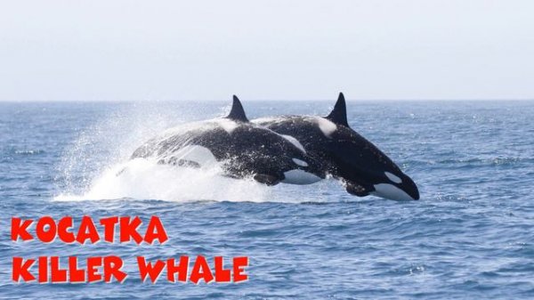 Животные Гренландии / Animals of Greenland