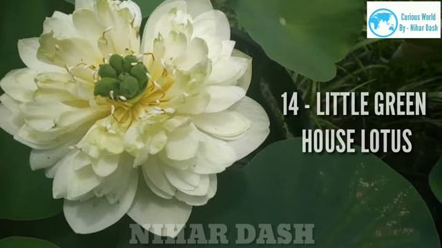 35 - Types of lotus flower / Types of lotous flower / Varity of lotus flower / Category of Lotus fl смотреть онлайн