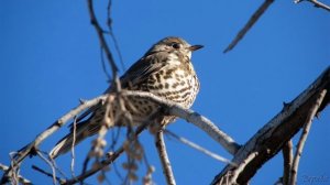 Голоса птиц Как поёт Дрозд деряба