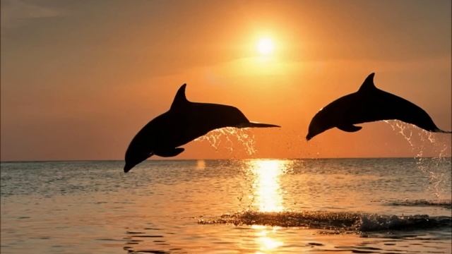 Paul Carrack - Satisfy My Soul (Rumba).wmv смотреть онлайн