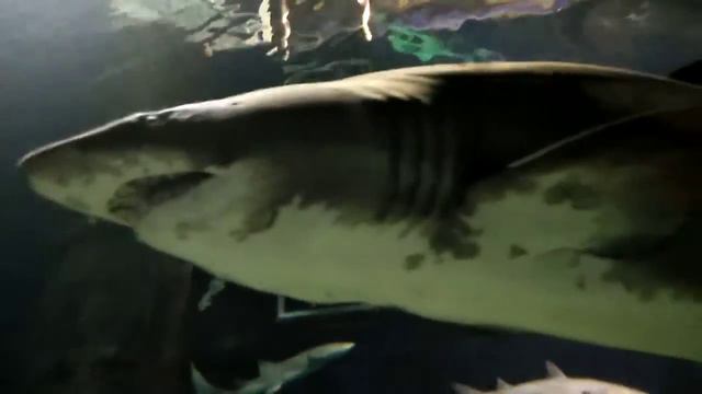 АКУЛА. АКВАРИУМ СОЧИ. смотреть онлайн