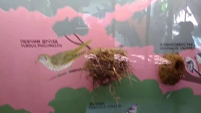 Яйца разных птиц в Московском зоопарке смотреть онлайн