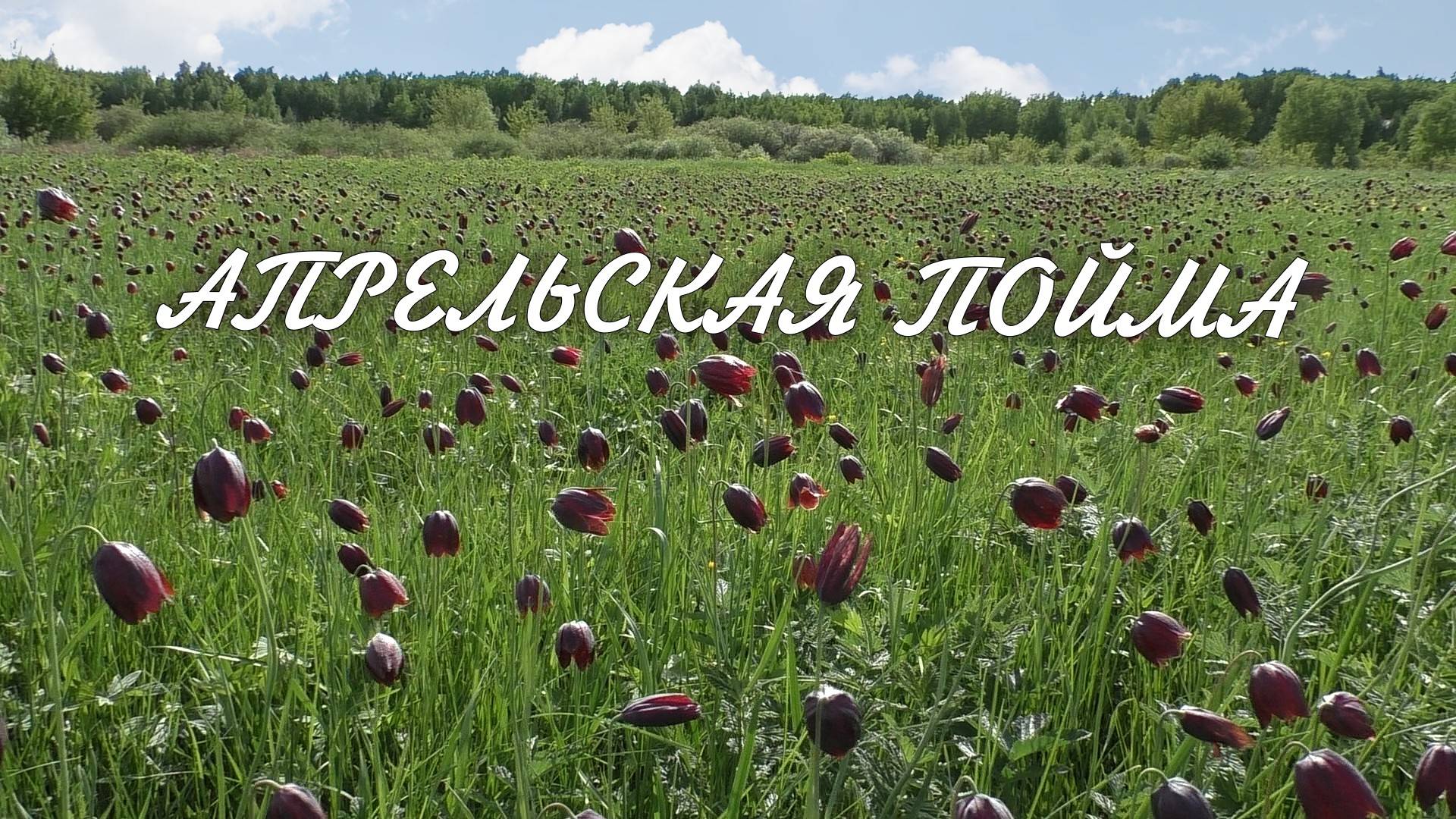Апрельская пойма смотреть онлайн