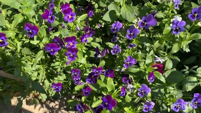 How to grow and care pansy Swiss giant mix смотреть онлайн