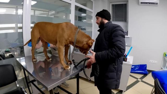 Питбуль Спайк в ветклинике... Краснодар... Что делать с ногой...???