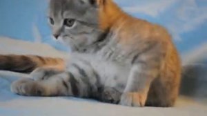 Шотландская вислоухая кошечка голубой табби Беатрис