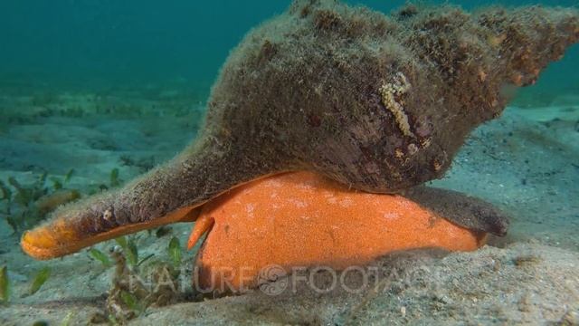 A Horse Conch (Triplofusus giganteus) glides along a sandy bottom in search of food смотреть онлайн