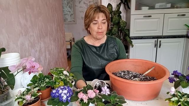 Как посадить фиалки на фитильный полив смотреть онлайн