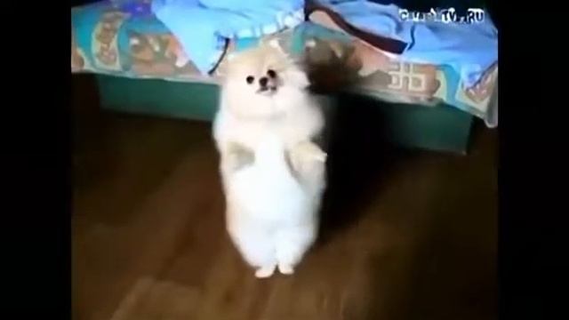 Калмыцкий танец смотреть онлайн