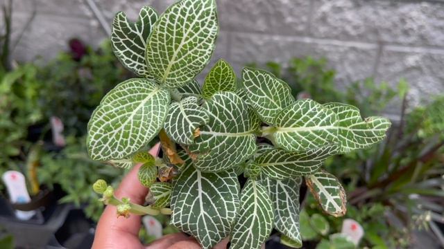 Plant Shopping at Walmart Big Box Store || FINALLY FOUND CEBU BLUE POTHOS + HOYAS!!! смотреть онлайн