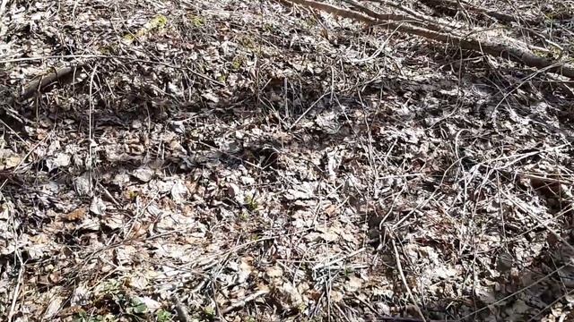 Лесные Чудеса