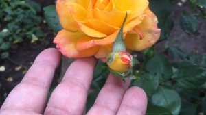 Чайно-гибридные розы в моем саду! Сорта роз. Розы в саду!