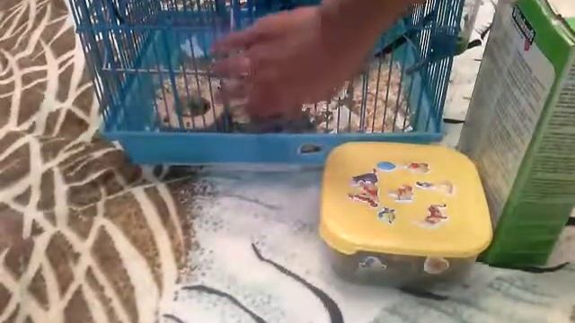 Всё о содержание и уходе дегу смотреть онлайн