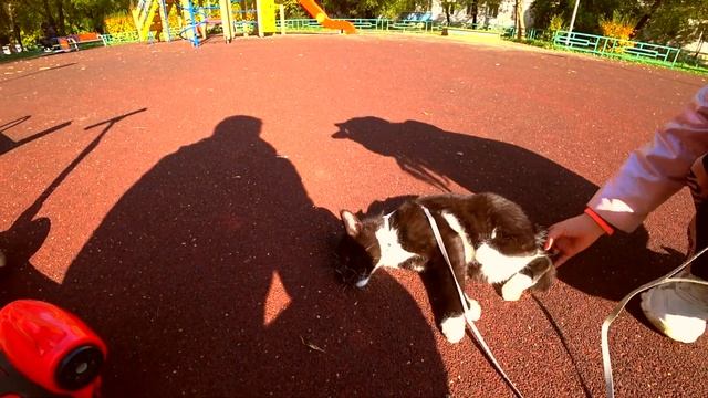 Выгуливаем нашего кота найденыша… #4 смотреть онлайн