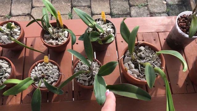 Growstone for Orchids in Florida 1year Update смотреть онлайн