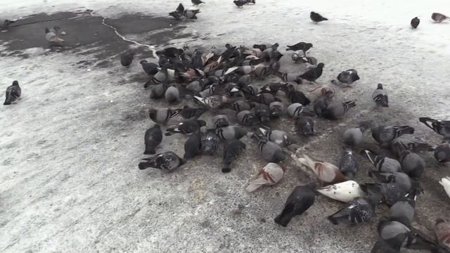 ВАРАШ. ГОЛУБИНЫЕ БУДНИ (PIGEONS. Varash) смотреть онлайн