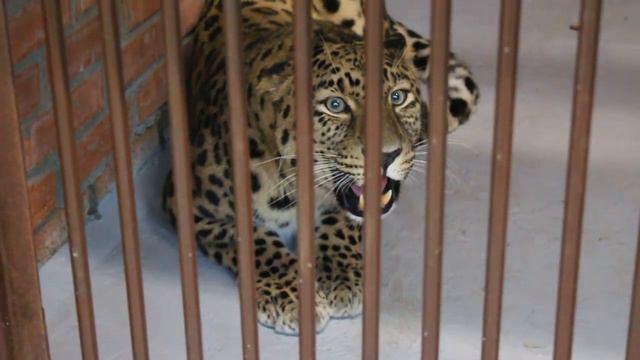 Дальневосточные леопарды в "Роевом ручье" смотреть онлайн