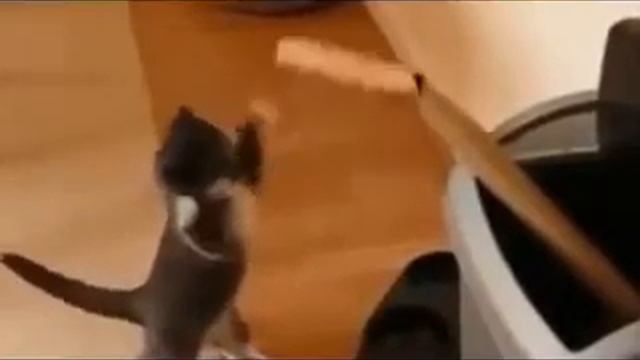 Кот-боксер. смотреть онлайн