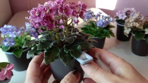 ФИАЛКИ, новые сорта мини и полумини