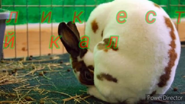 10 ФАКТОВ о кроликах. Копрофагия.Сколько зубов у кролика. Кормление крольчат.Цикотрофы у кролика. смотреть онлайн