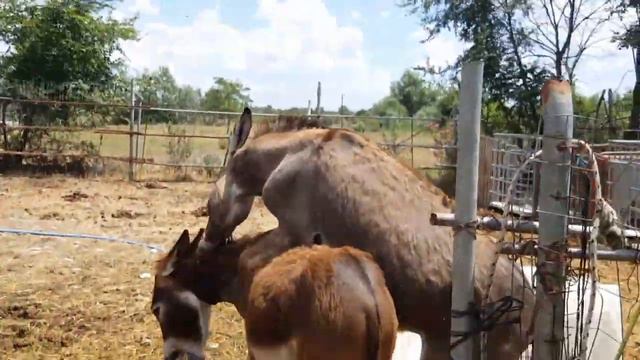 WHO IS FIGHTING WITH WHOM AND WHO IS FRIENDS WITH WHOM AT KATERINA'S FARM смотреть онлайн