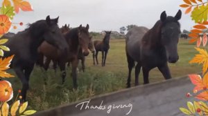 А в деревне - лошади
