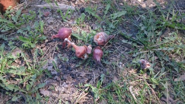 Супер способ Хранение лука-севка зимой. смотреть онлайн