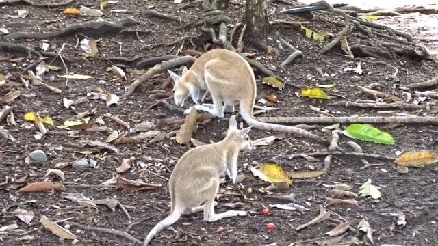 Nailtail Wallabies, Wildlife Habitat, Port Douglas, Queensland смотреть онлайн