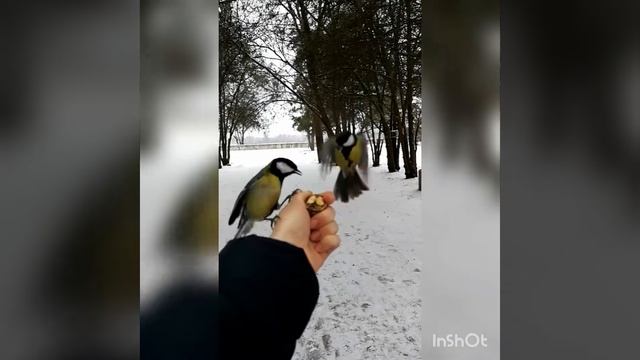 Зимняя сказка, Пение птиц, Кормушка вблизи. смотреть онлайн