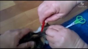 Как капать кошке капли от блох   смотреть видео