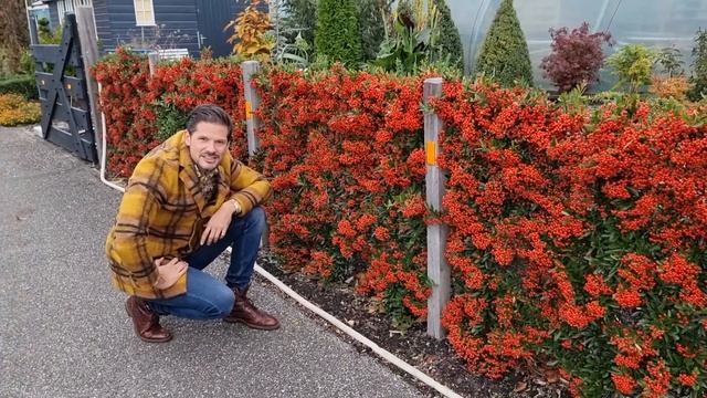 Pyracantha Red Star hedge смотреть онлайн