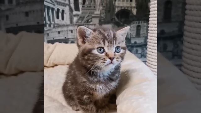 шоколадная мраморная кошка с питомника Mirasinel