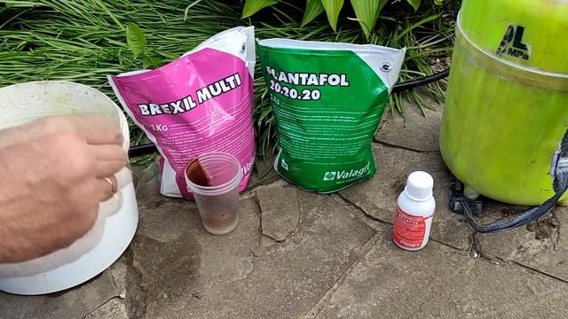 ВЕСЕННЯЯ ПОДКОРМКА ХВОЙНЫХ. Как и чем подкормить хвойные весной смотреть онлайн