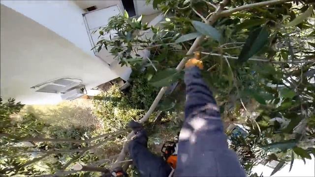Ficus Neriifolia Removal By Certified Rborist Erez Avraham - Tree Climbing Arborist