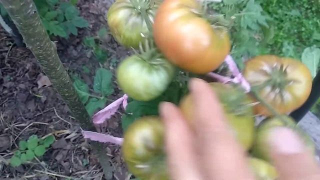 ОБЗОР СОРТА ФРЕДС ТАЙ ДАЙ | ПОМИДОРЫ, ТОМАТЫ смотреть онлайн