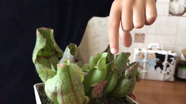 хищные растения , венерина мухоловка , жирянка . Мир хищников смотреть онлайн