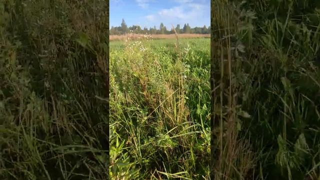 звуки леса. пение птиц смотреть онлайн