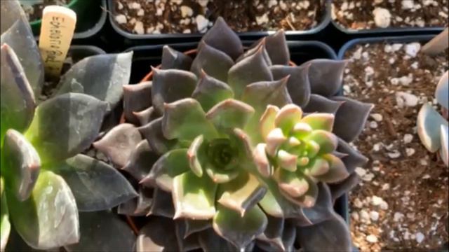 #21 Succulent garden tour CANADA edition смотреть онлайн