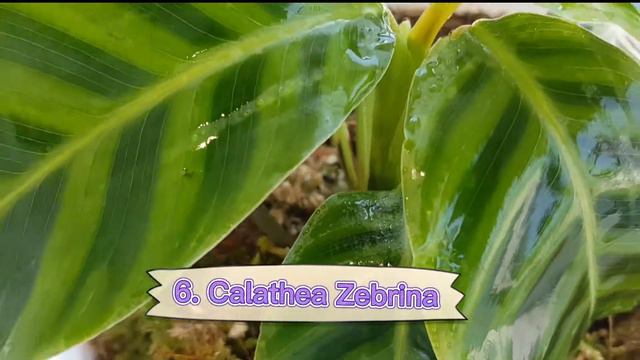 MENGENAL CALATHEA. CARA MERAWAT CALATHEA. HOW TO TAKE CARE FOR CALATHEA. (ENGLISH SUBTITLE)#calathe смотреть онлайн
