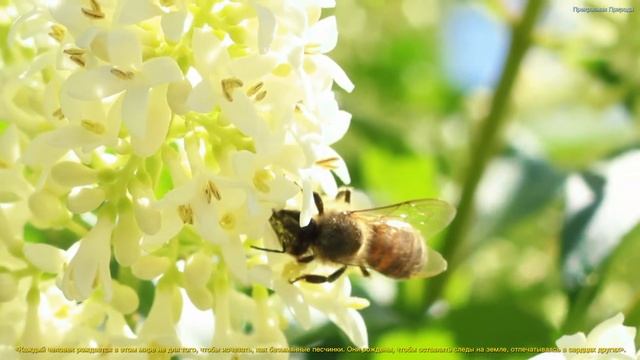 Самая красивая мелодия на свете! Эту музыку можно слушать вечно! красивая музыка Сергей Грищук #8 смотреть онлайн
