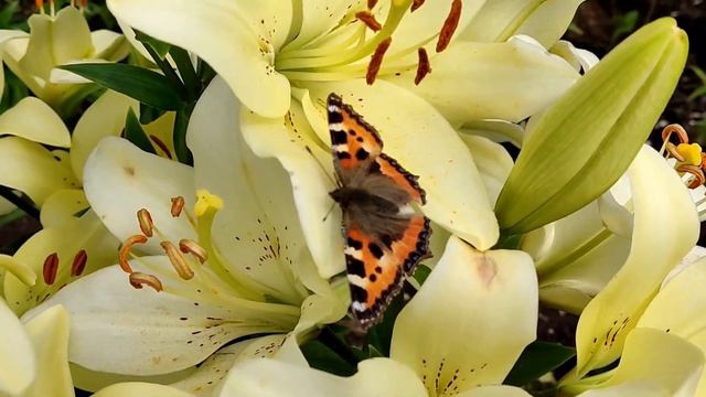 Хорошо в деревне летом ❤️ Шпиц на даче 🐶 Лето 2023 ❤️