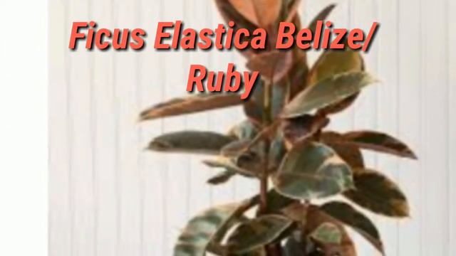 FICUS ELASTICA/RUBBER TREE/ RUBBER PLANT/INDIAN RUBBER TREE VARIETIES смотреть онлайн